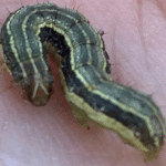 armyworm closeup (1)